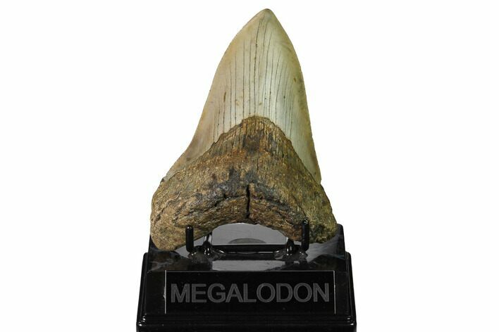 Fossil Megalodon Tooth - North Carolina #167015